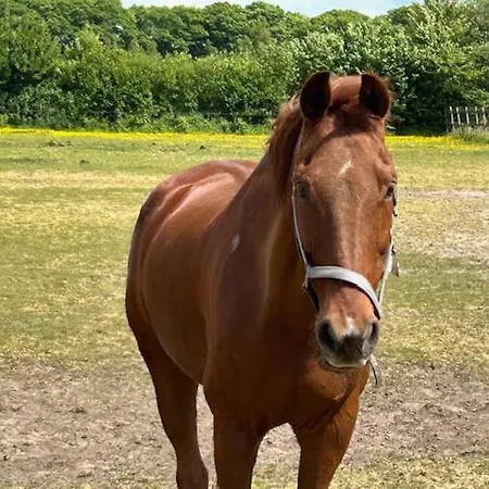 Erve Geers Фермерский дом