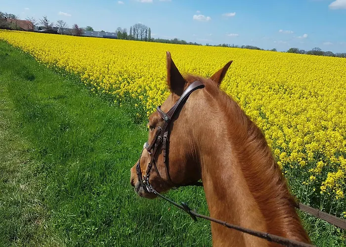 Erve Geers Gelselaar