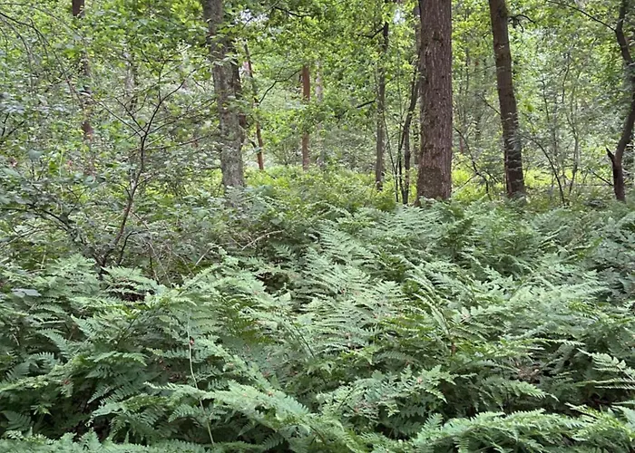 Erve Geers Bauernhof Gelselaar